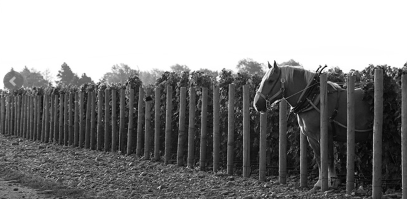 Inside The Stones: An Evening with Horsepower Vineyards